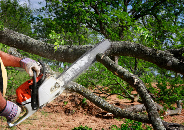 How Our Tree Care Process Works  in  Nanawale Estates, HI